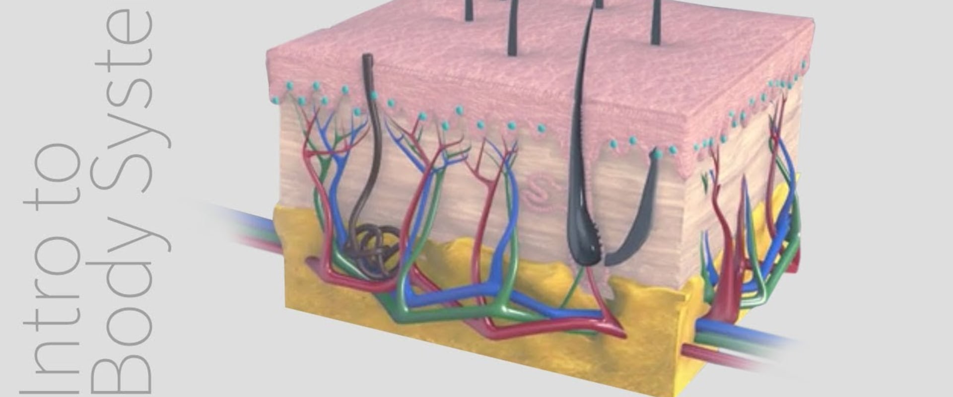 Skin Anatomy and Physiology Essentials for Effective Eschar Wound Treatment