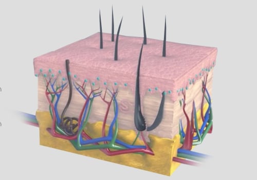 Skin Anatomy and Physiology Essentials for Effective Eschar Wound Treatment